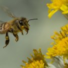 Apis Mellifera